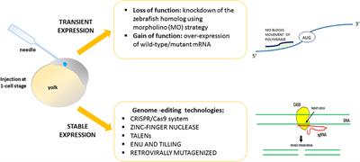 Swimming in Deep Water: Zebrafish Modeling of Complicated Forms of Hereditary Spastic Paraplegia and Spastic Ataxia